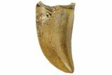 Serrated, Tyrannosaur Tooth - Judith River Formation #144837-1